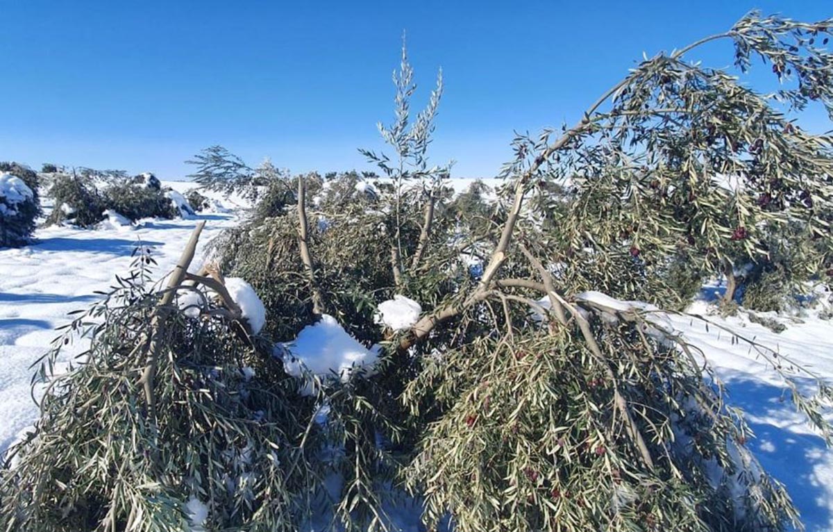Daños en el olivar causados por Filomena. Foto: Unión de Uniones