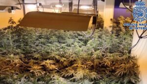 Cultivo de marihuna en viviendas sociales. Foto: Policía Nacional