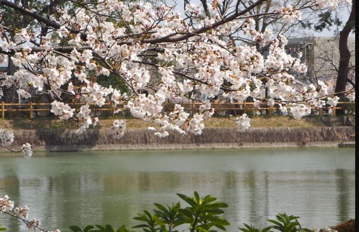 Ya llegó la primavera. Foto: Pixnio