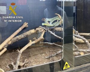 Una de las serpienten aprehendidas por la Guardia Civil