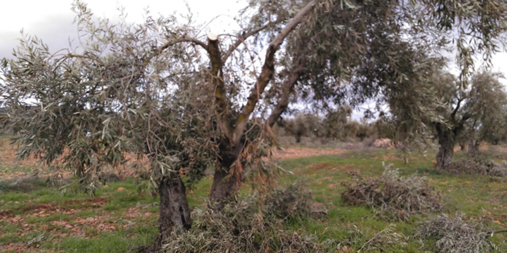 Las pérdidas en el olivar toledano debido a la nevada de Filomena fueron cuantiosas.