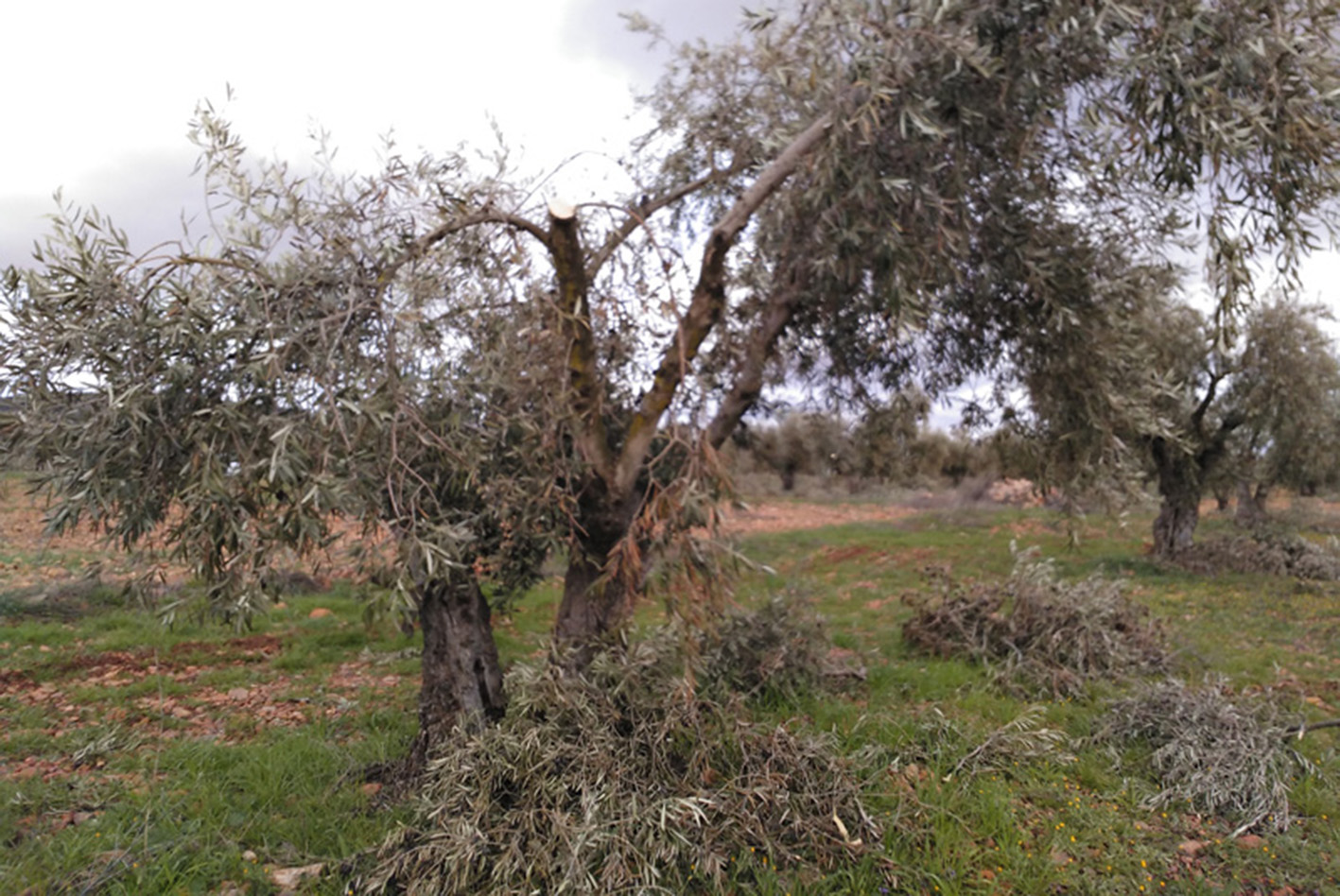 Las pérdidas en el olivar toledano debido a la nevada de Filomena fueron cuantiosas.