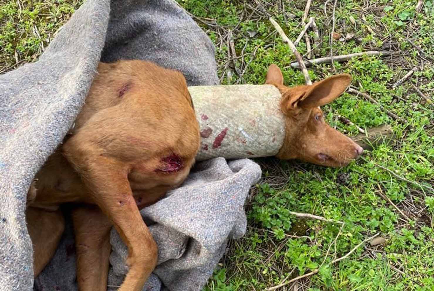 Imagen del perro atrapado en el tubo de fibrocemento.