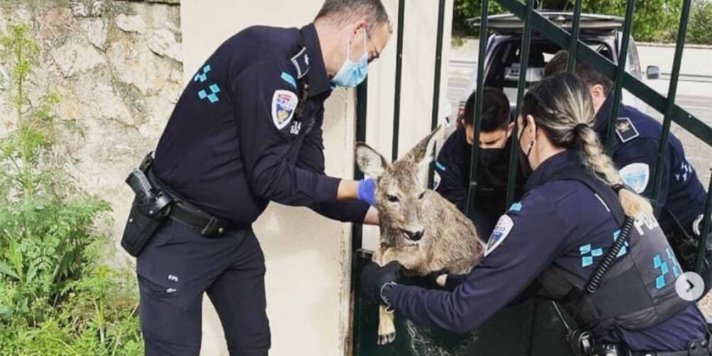 Los agentes de la Policía Local liberaron a un corzo atrapado.