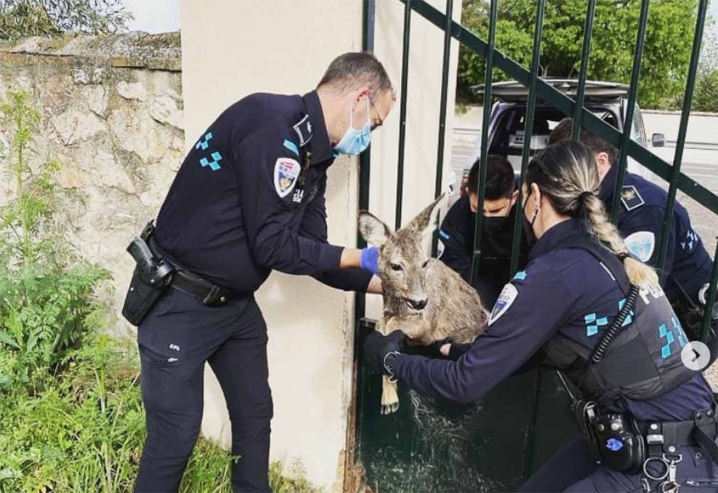 Los agentes de la Policía Local liberaron a un corzo atrapado.