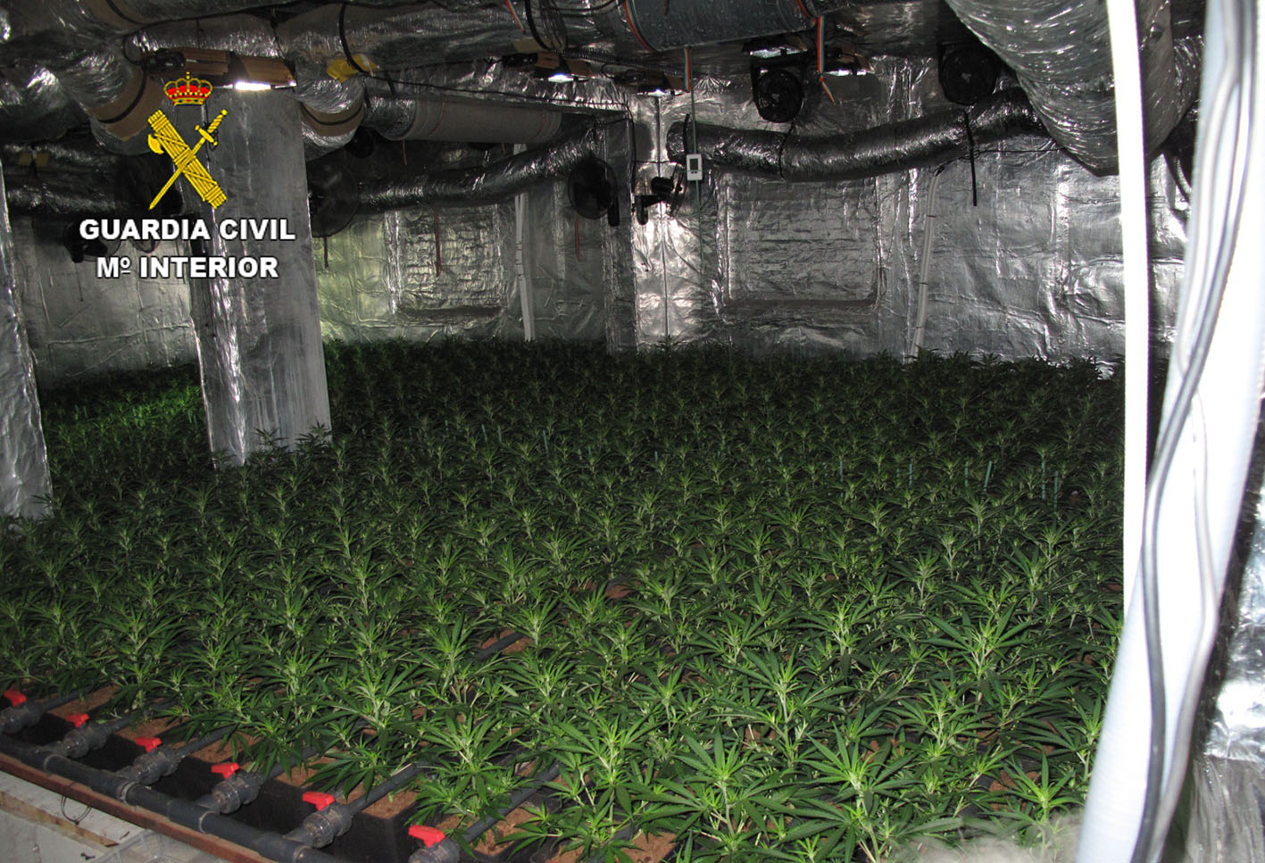 Casi 1.000 plantas de marihuana había dentro de la vivienda y que la Guardia Civil encontró cuando iban a realizar un desahucio.