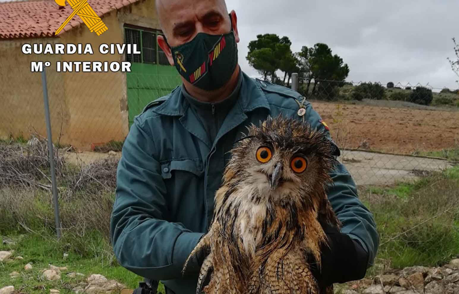 El búho real rescatado en Almansa.