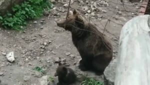 Imagen de una osa de El Hosquillo junto a su cría.