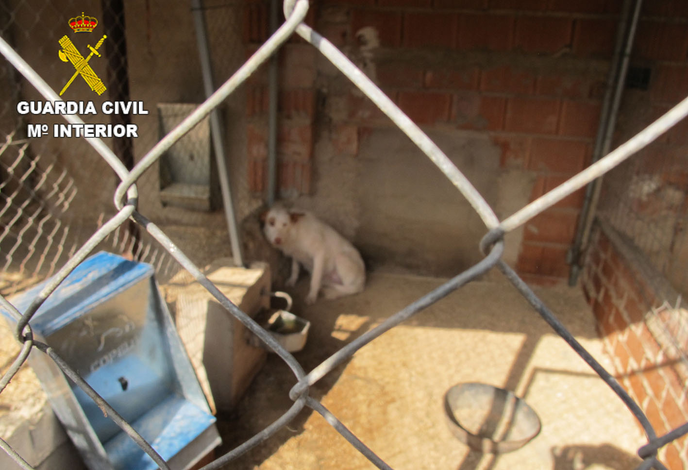 Uno de los perros maltratados a los que su dueño cortó las cuerdas vocales.