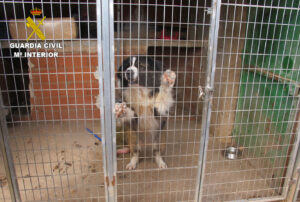Uno de los perros a los que el individuo identificado cortó las cuerdas vocales.