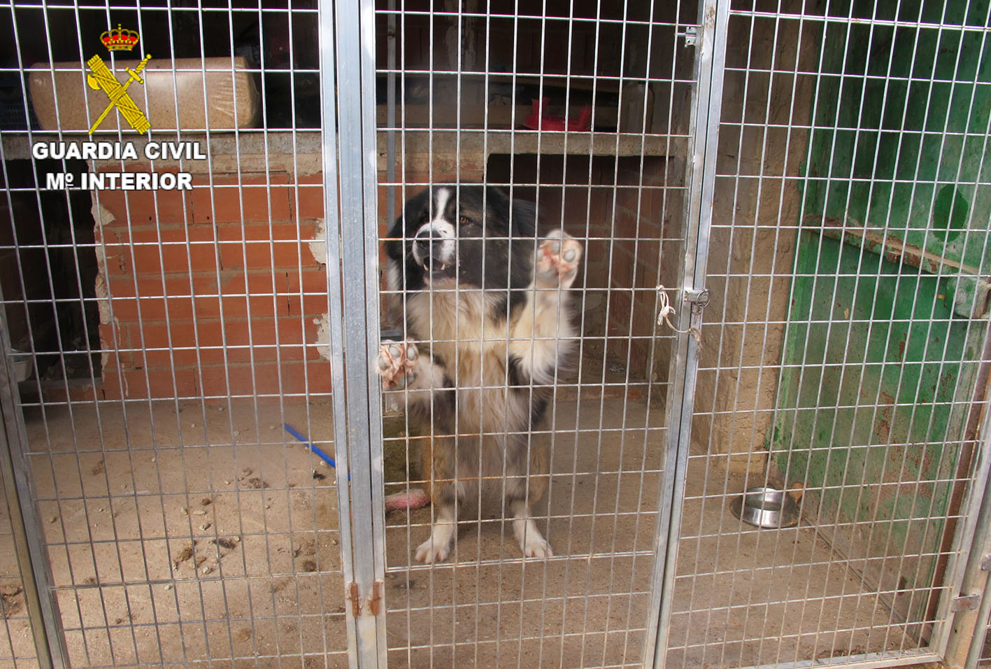 Uno de los perros a los que el individuo identificado cortó las cuerdas vocales.