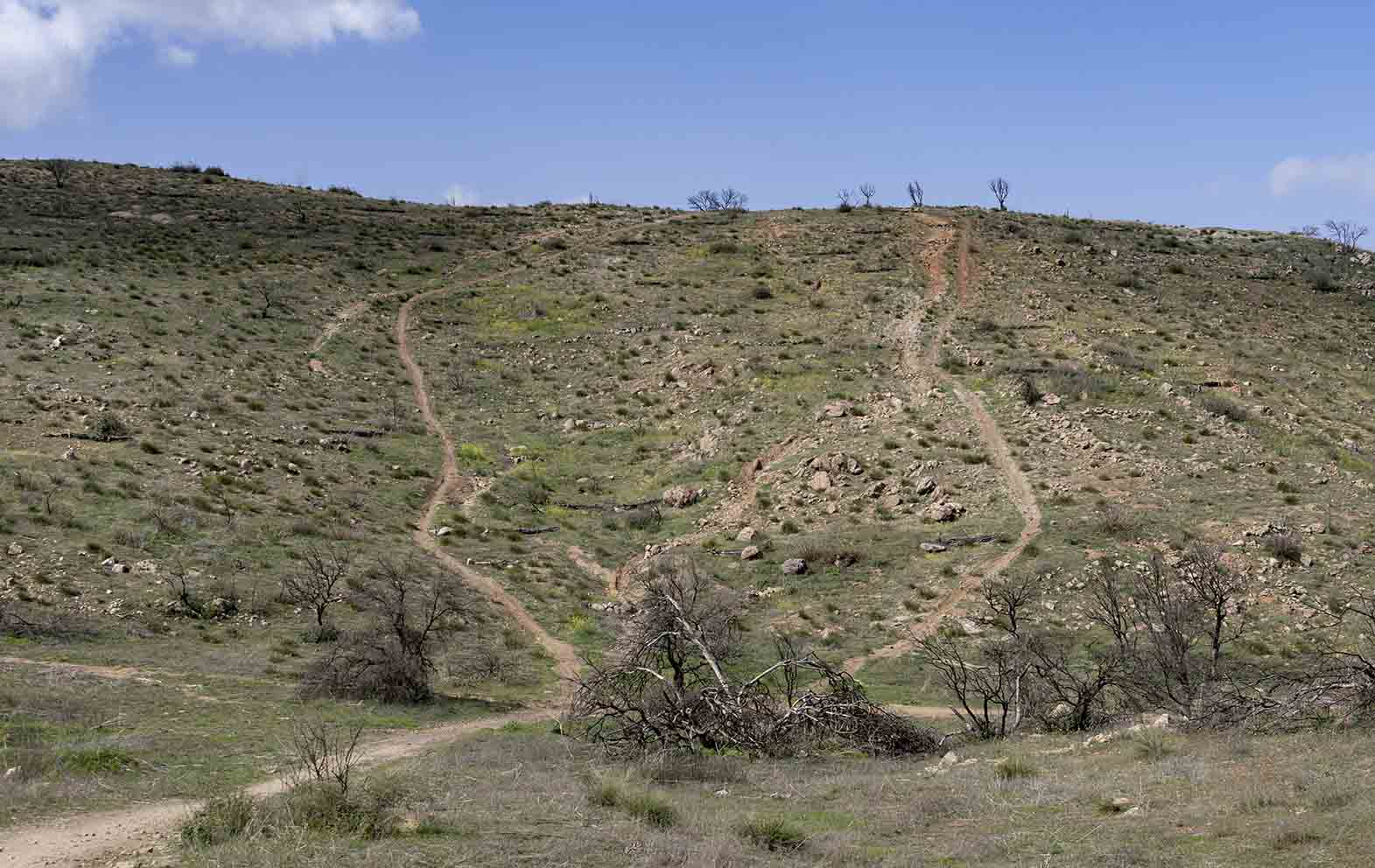 Los senderos están proliferando en Montesión, con un aspecto más de "motocross" que de bosque mediterráneo, según ARBA Toledo.