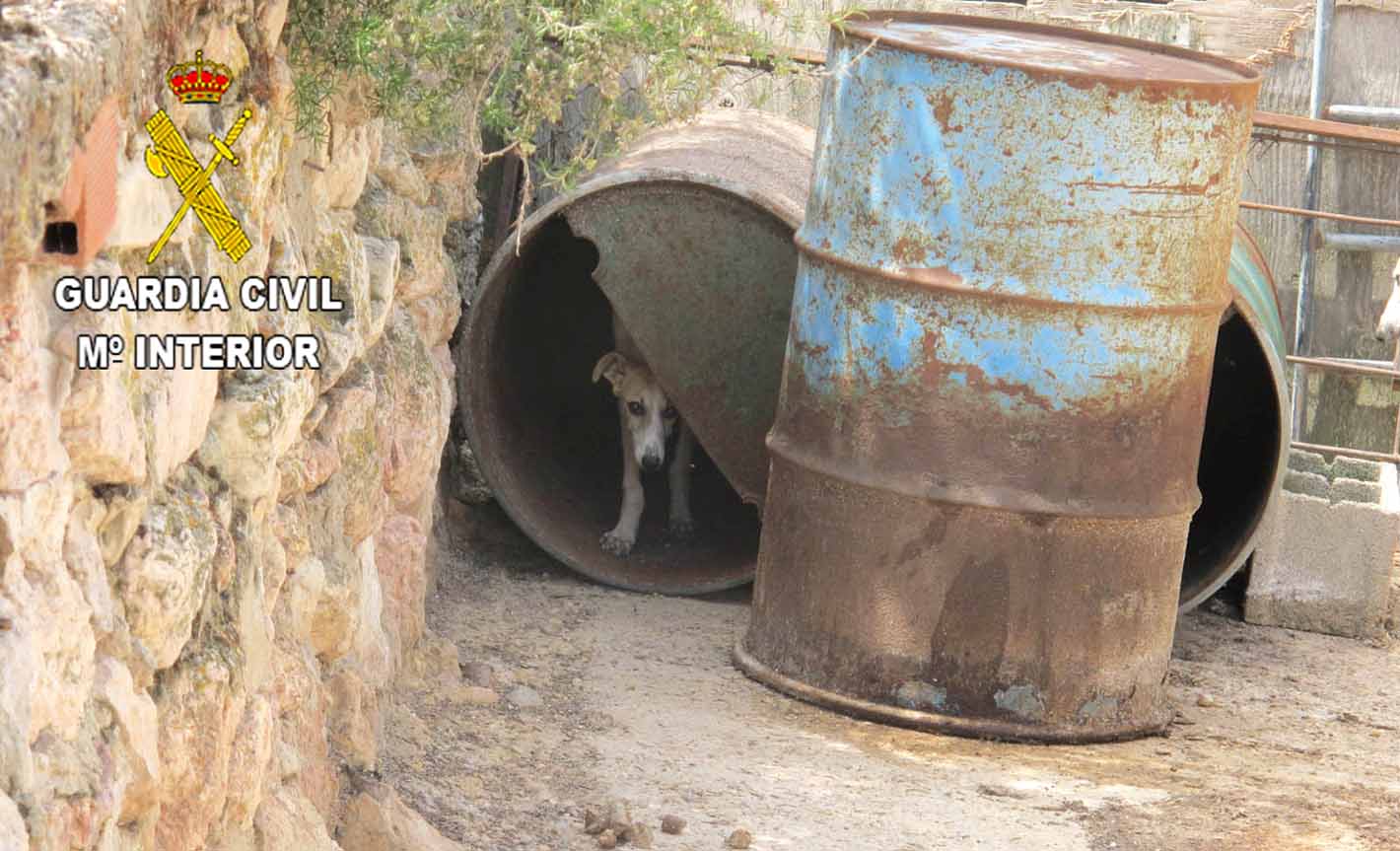 Perros en malas condiciones en Moratilla de Henares.