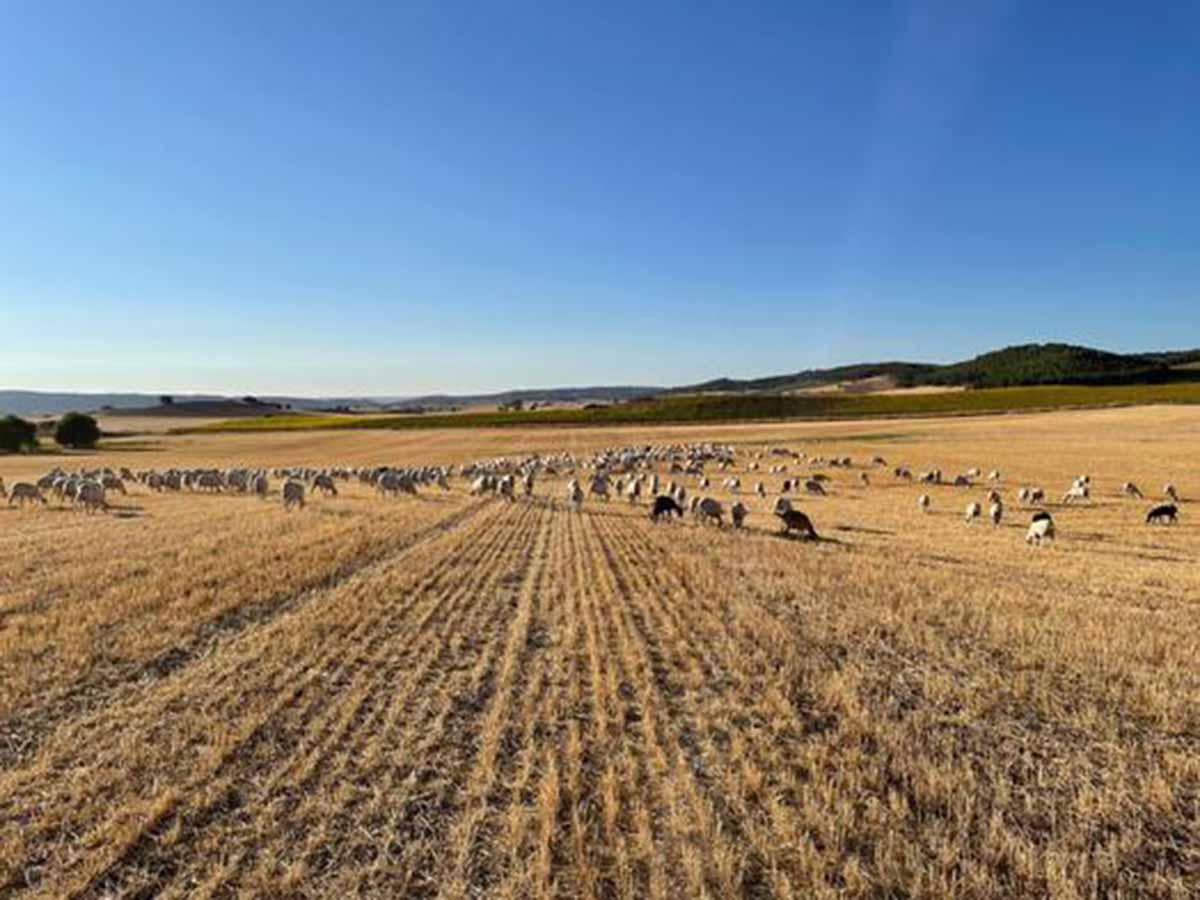 Campos de Cuenca. Foto: @aemet