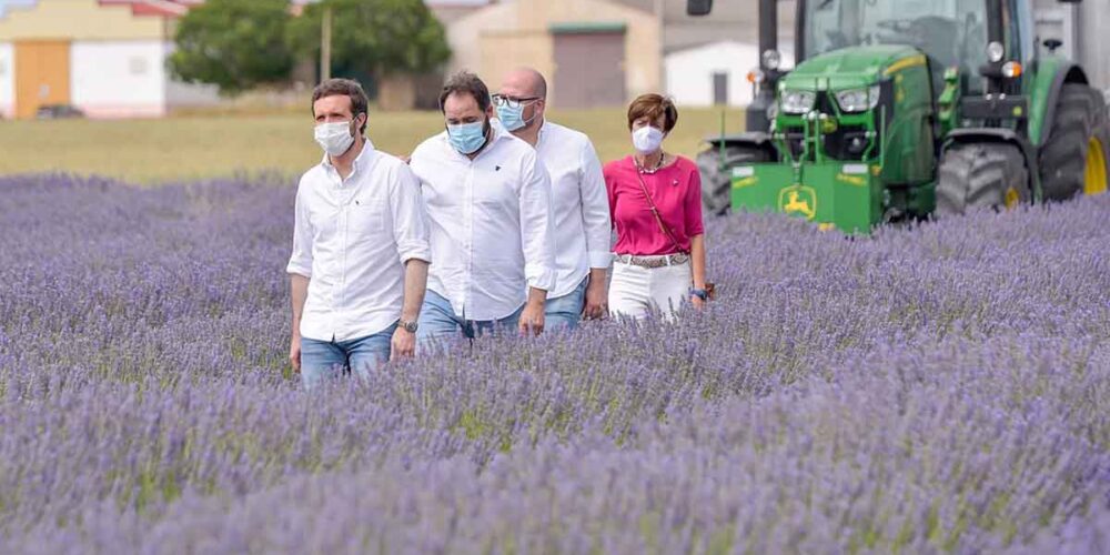 Pablo Casado, en pleno paseo por la "tierra de la lavanda"