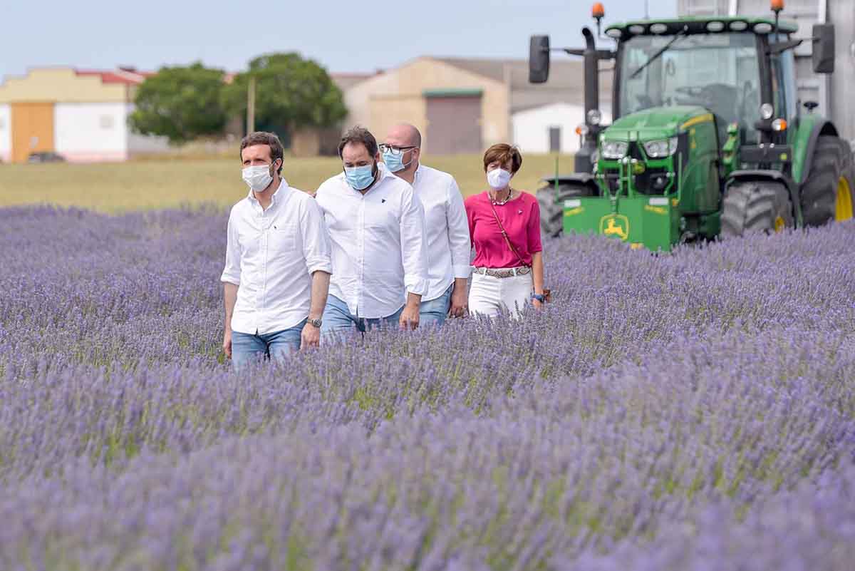 Pablo Casado, en pleno paseo por la "tierra de la lavanda"