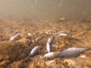 Detalle de peces muertos en el Mar Menor. Foto: Greenpeace