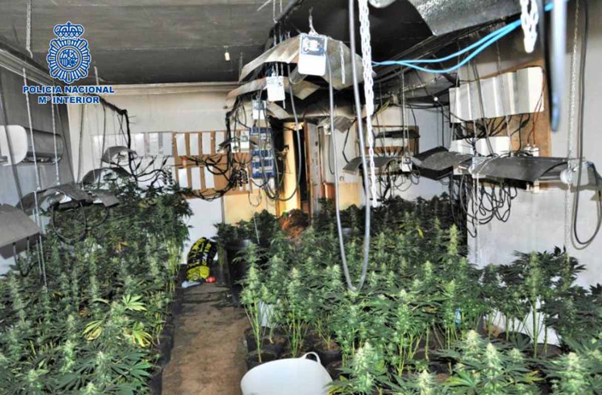 Detalle de las 424 plantas de marihuana halladas en una segunda vivienda de Puertollano