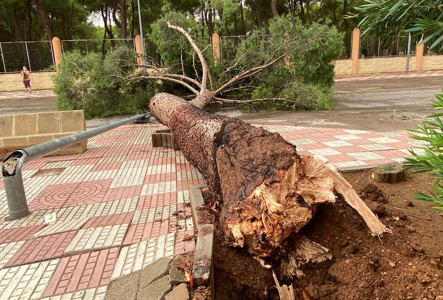 La farola y el árbol se vinieron, literalmente, abajo en esta calle de Alcázar de San Juan.