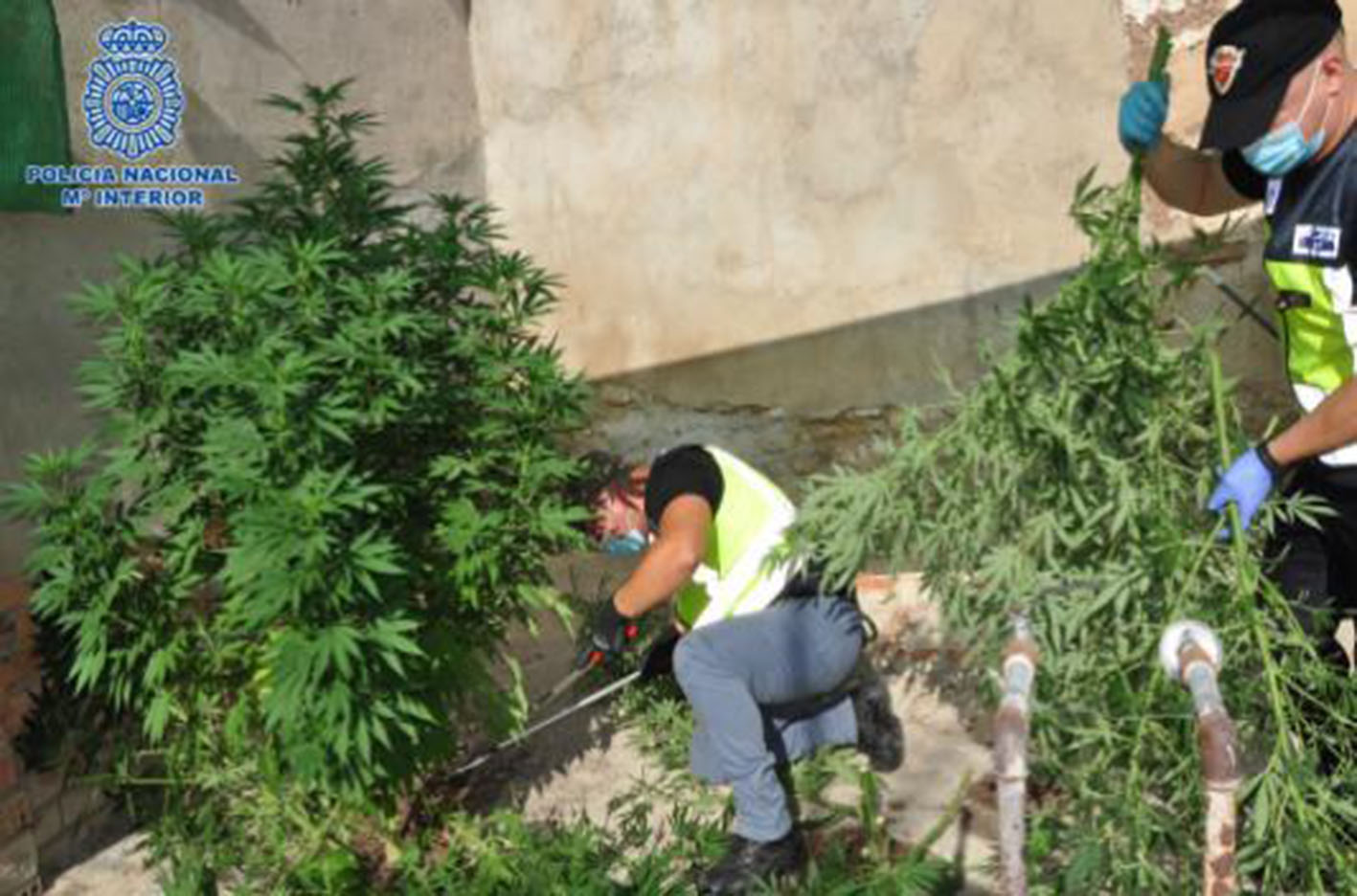 La Policía Nacional ha detenido a tres personas, miembros de un clan familiar, que cultivaban marihuana en Puertollano.