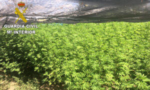 Esta es la plantación de marihuana descubierta en una finca de Oropesa.