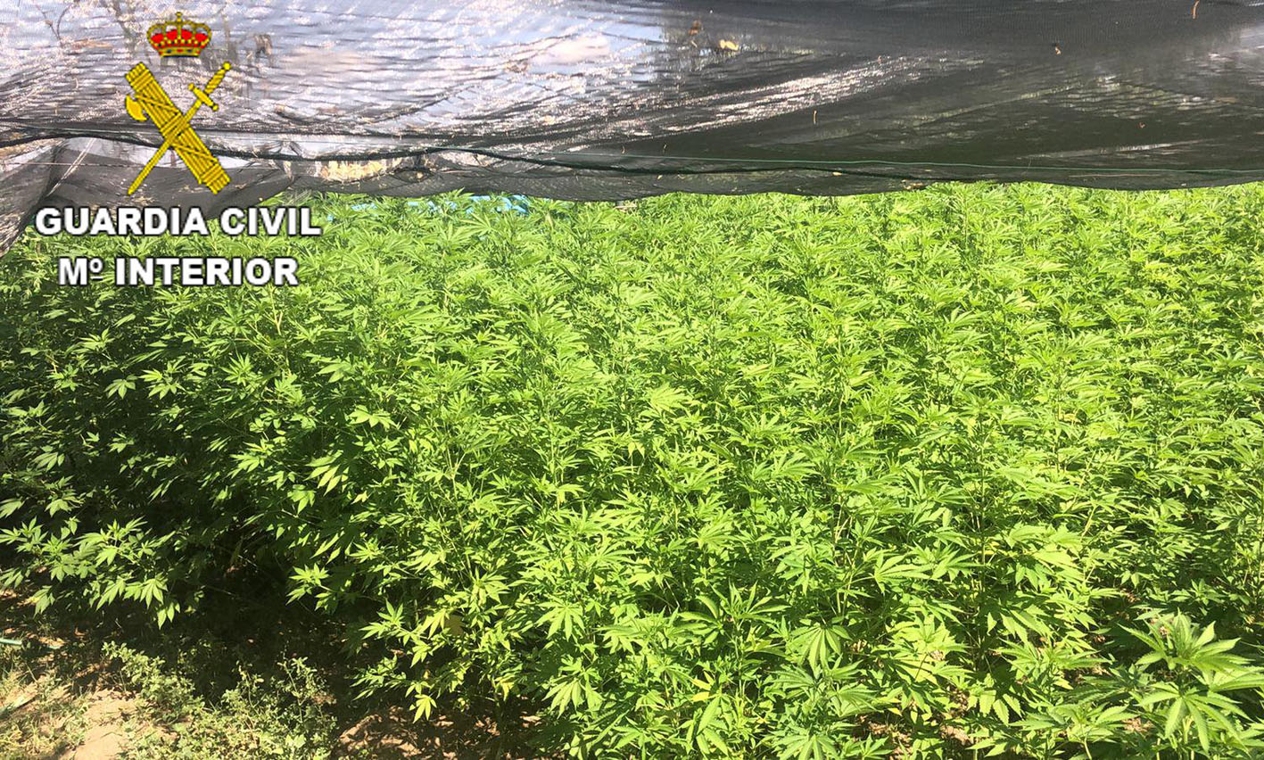 Esta es la plantación de marihuana descubierta en una finca de Oropesa.