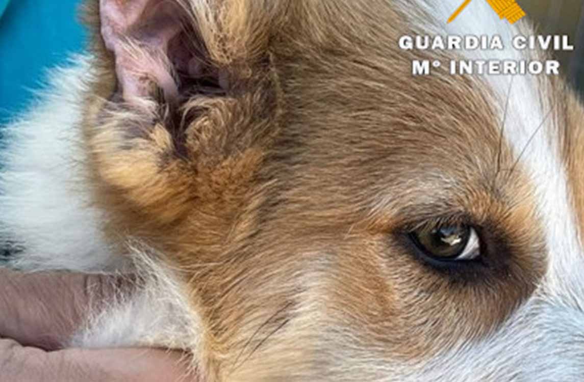 Tres cachorros maltratados en Caudete (Albacete)