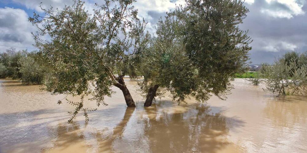 Eurocaja hará jornada cambio climático frente a inundaciones como en estos olivares inundados