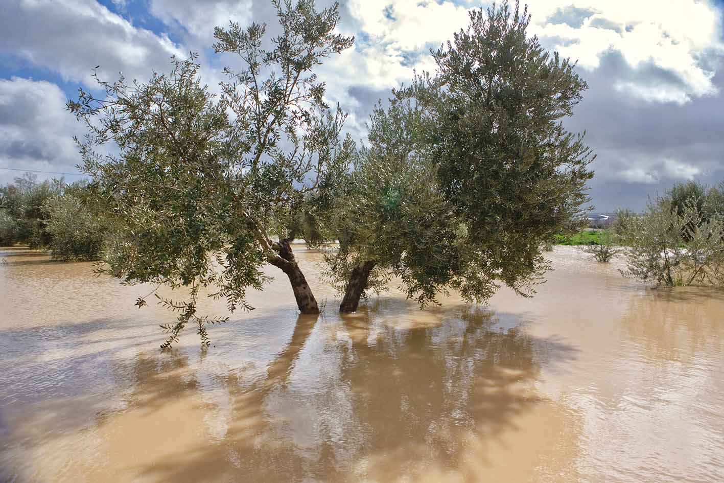 Eurocaja hará jornada cambio climático frente a inundaciones como en estos olivares inundados