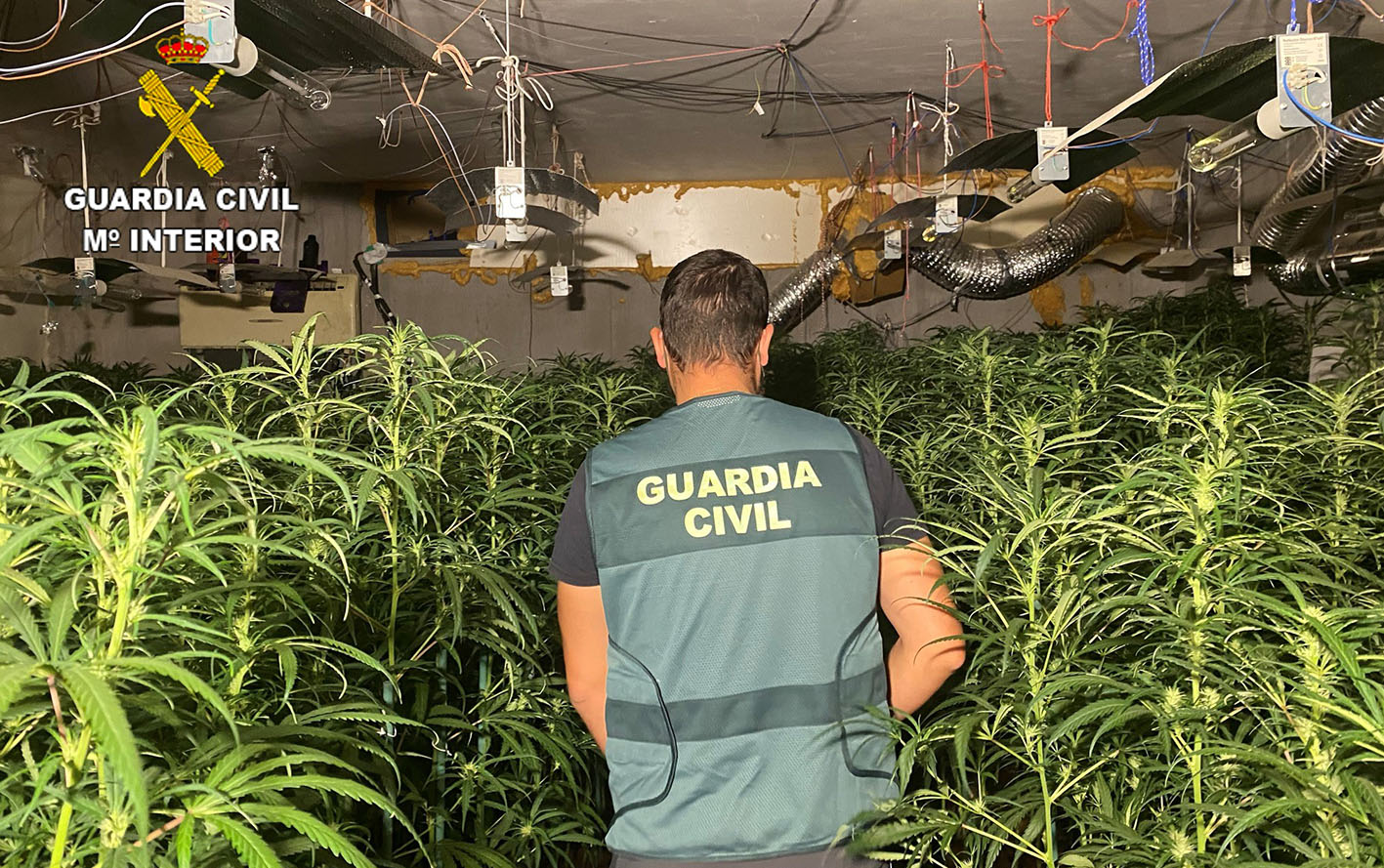 Había casi 1.500 plantas de marihuana en el sótano de la vivienda.