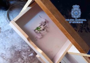 Imagen del escondite donde se guardaba la droga en Talavera.