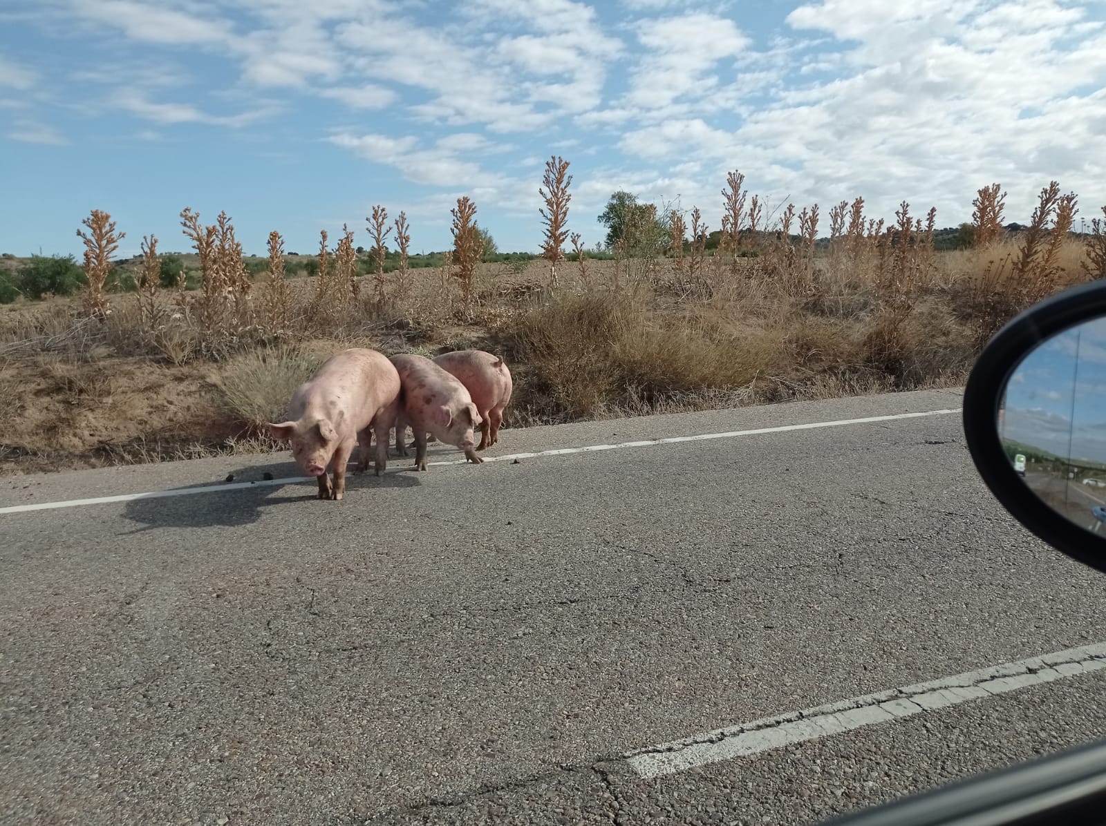 Cerdos sueltos en la CM-4000 en Mesegar de Tajo.