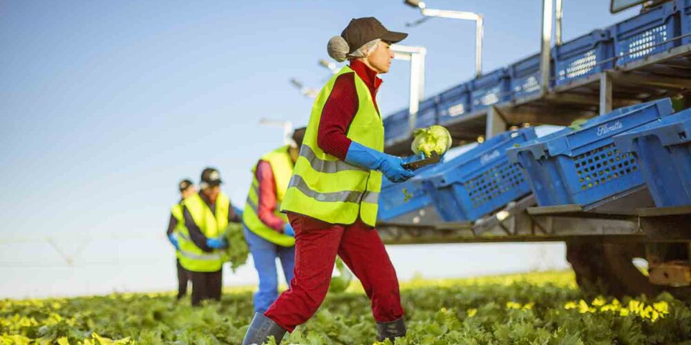 Recogida de verdura en Florette. Foto: florette.es.