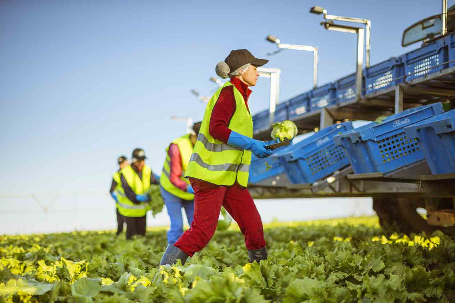 Recogida de verdura en Florette. Foto: florette.es.