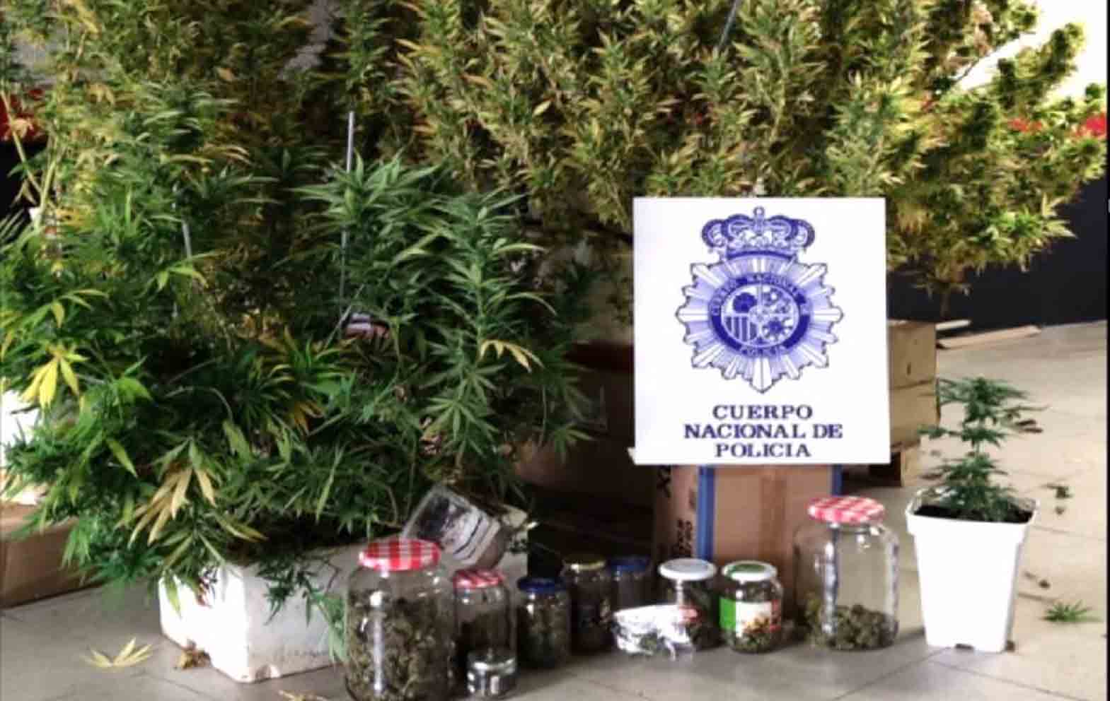 Detenido un varón que cultivaba marihuana en las zonas comunitarias de un edificio de Cuenca.