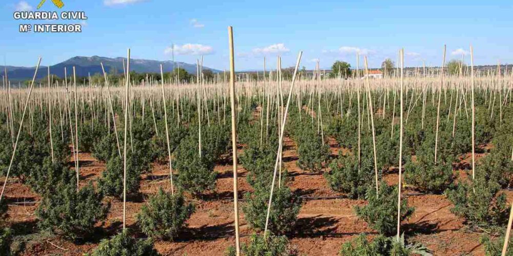 Imagen de la plantación desmantelada por la Guardia Civil en Sonseca (Toledo).