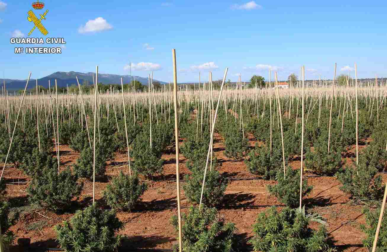 Imagen de la plantación desmantelada por la Guardia Civil en Sonseca (Toledo).