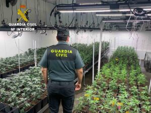 Plantación masiva de marihuana en Cuenca capital, en el polígono Los Palancares