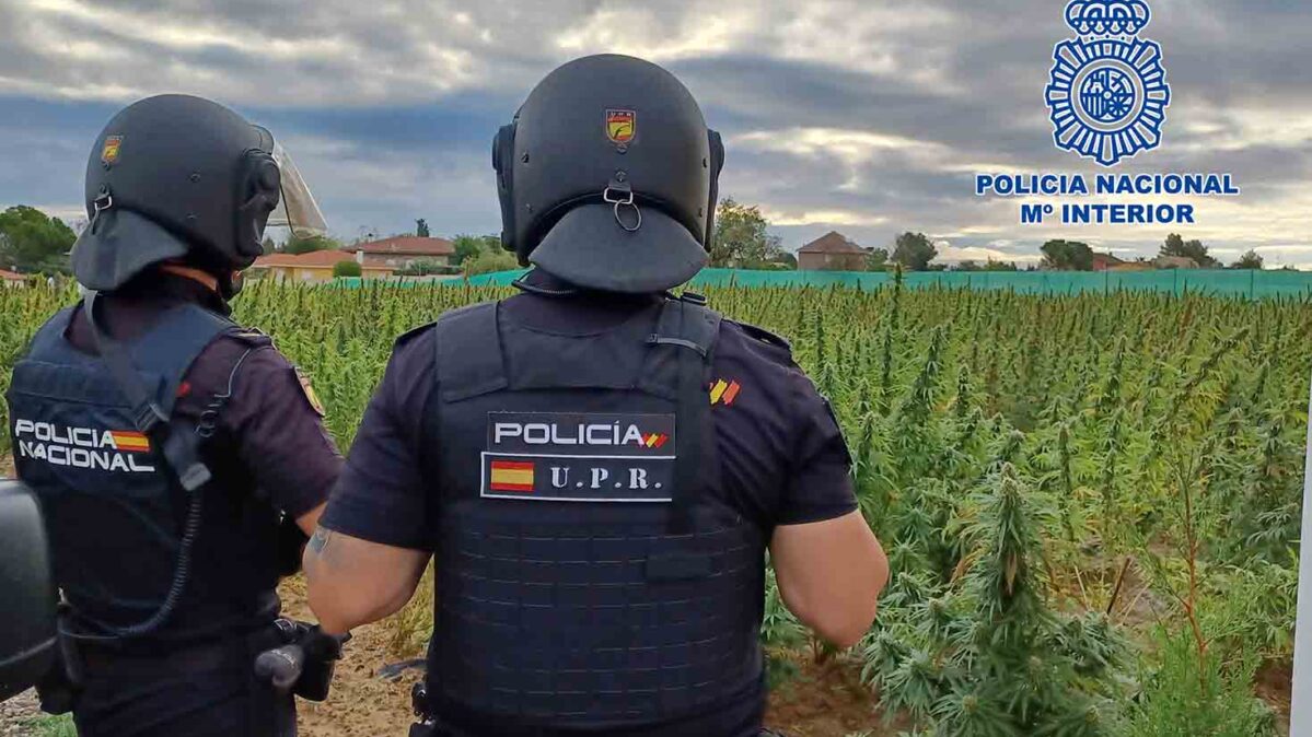 Agentes de la Policía Nacional frente a la plantación de marihuana demantelada en Borox (Toledo).