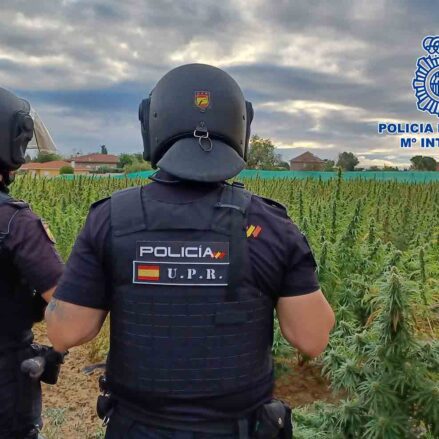 Agentes de la Policía Nacional frente a la plantación de marihuana demantelada en Borox (Toledo).