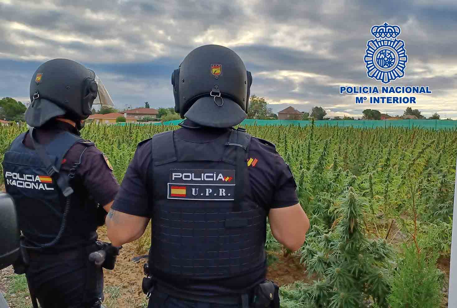 Agentes de la Policía Nacional frente a la plantación de marihuana demantelada en Borox (Toledo).