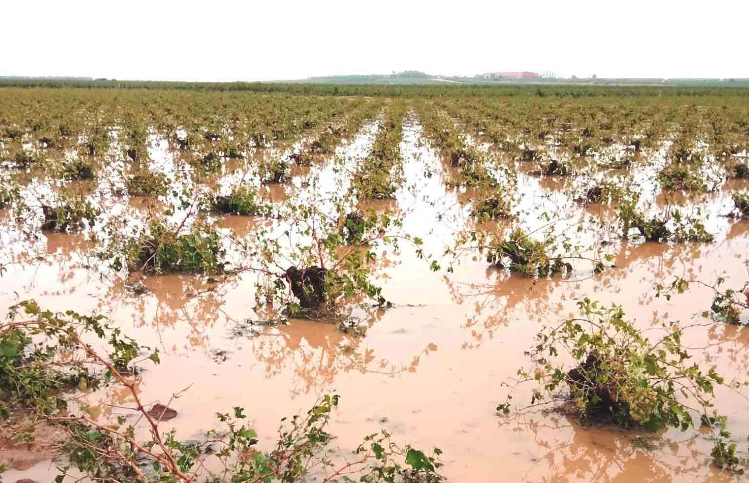 Así quedó este viñedo de Mota del Cuervo tras la DANA.