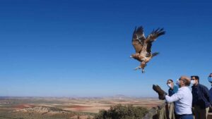 Suelta de un águila en Los Yébenes