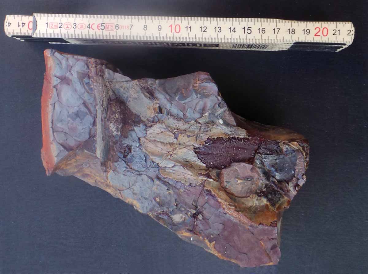 Uno de los impresionantes restos fósiles hallados en Puertollano de hace 303 millones de años