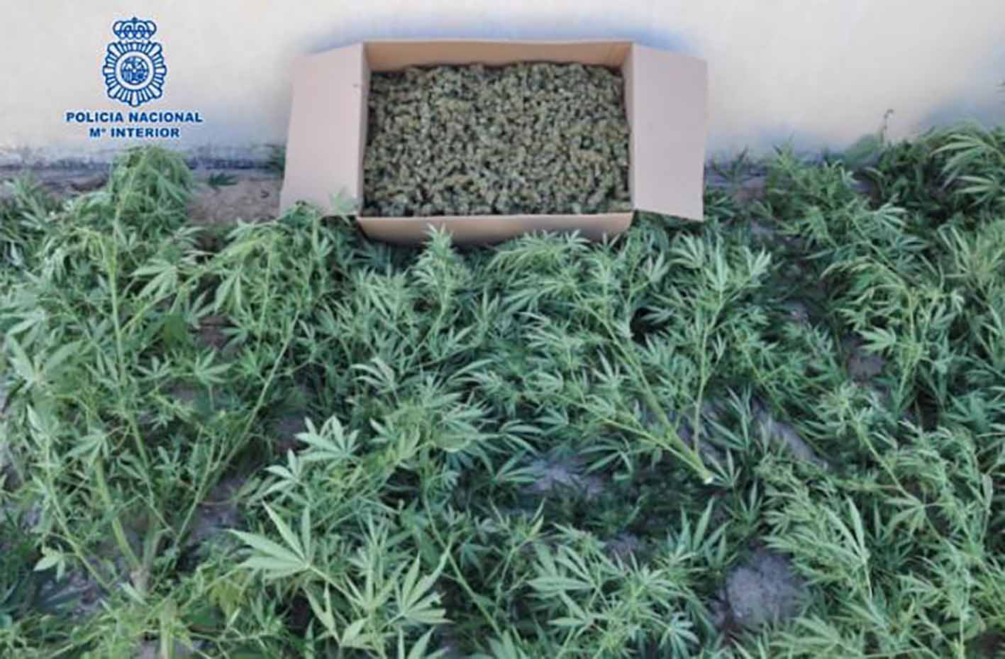 Marihuana Puertollano