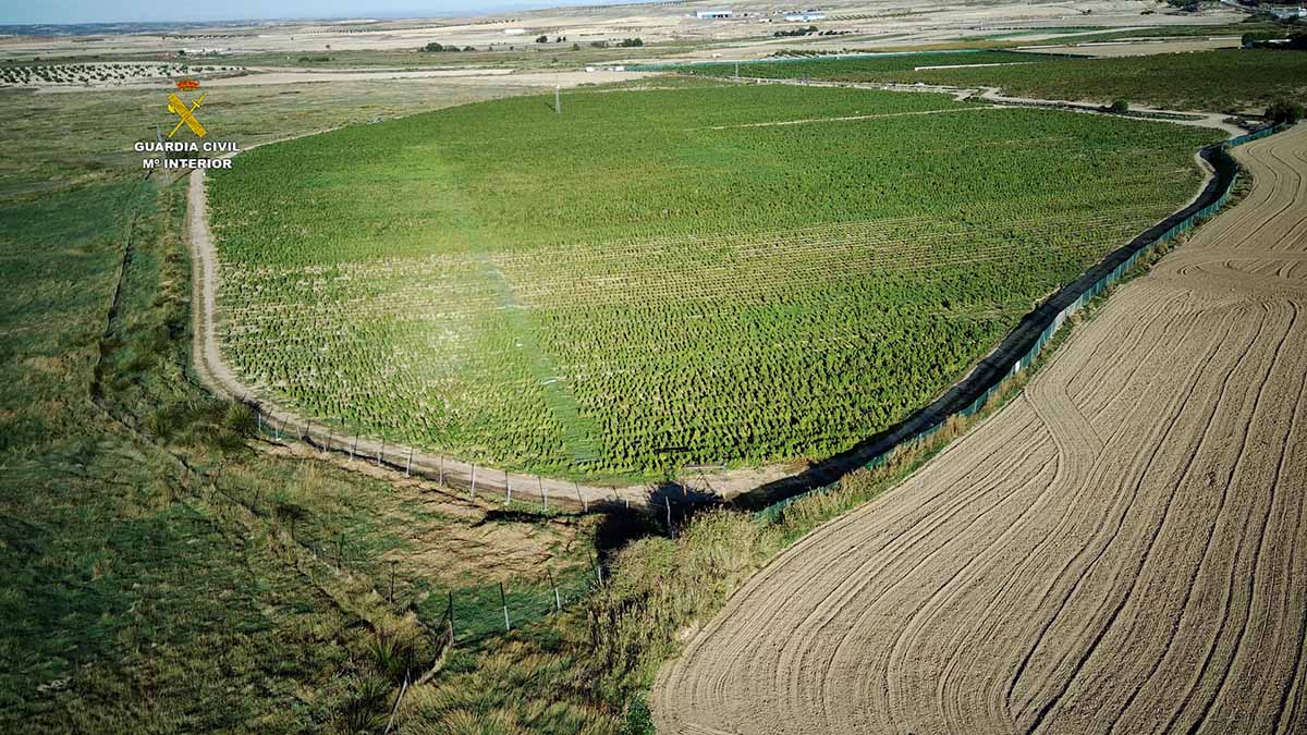 Vista aérea de la plantación