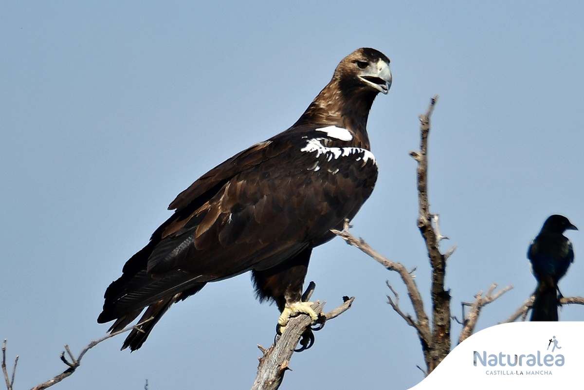 Águila imperial. Foto: © Turismo de Castilla-La Mancha / David Blázquez.