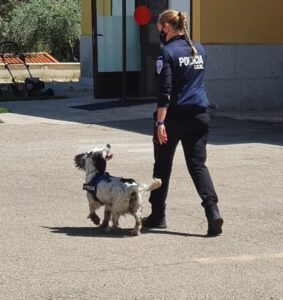 Imagen de archivo del perro detector de estupefacientes de la Policía Local de Toledo junto a su guía.