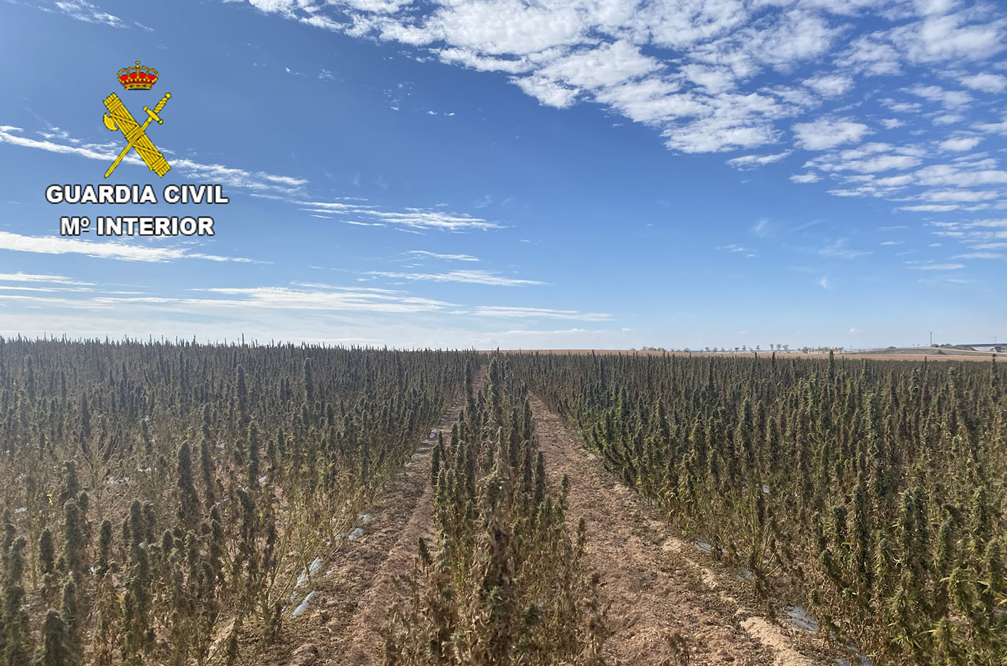 Marihuana en La Guardia, una plantación que intentaban ocultar pero que descubrió la Guardia Civil.