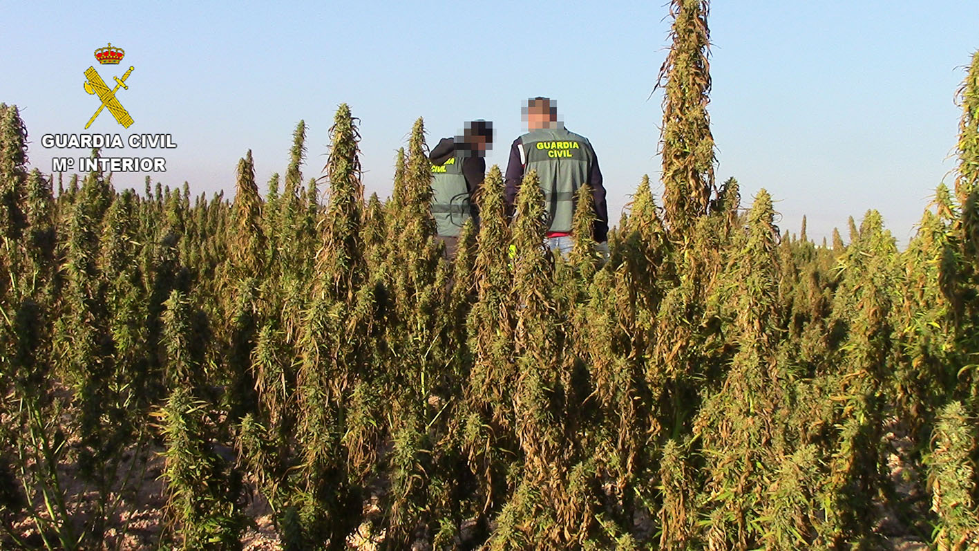 En La Guardia se han hallado 53.000 plantas de marihuana.